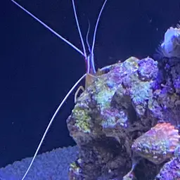 Skunk Cleaner Shrimp, photo 11