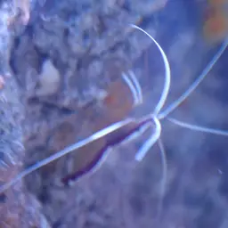 Skunk Cleaner Shrimp, photo 12