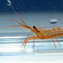 Peppermint Shrimp