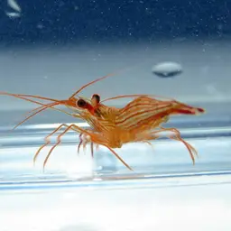 Peppermint Shrimp, photo 2