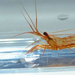 Peppermint Shrimp, photo 3