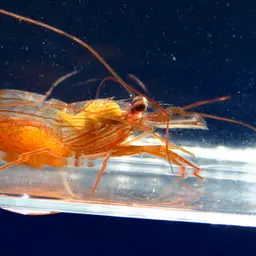 Peppermint Shrimp, photo 4