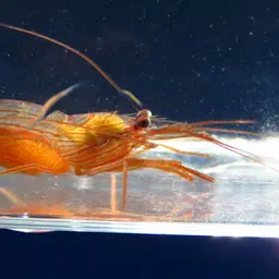 Peppermint Shrimp, photo 5