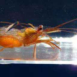 Peppermint Shrimp, photo 6