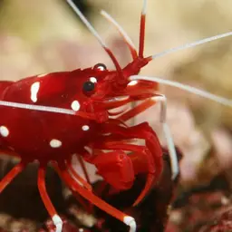 Fire Shrimp, photo 1