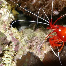 Fire Shrimp, photo 2