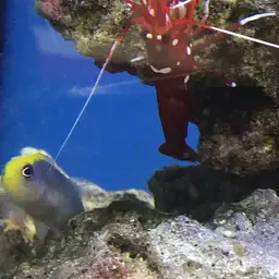 Fire Shrimp, photo 3
