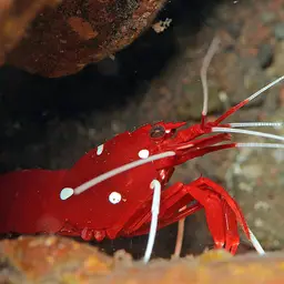Fire Shrimp, photo 4