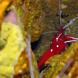 Fire Shrimp, photo 5