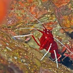 Fire Shrimp, photo 6
