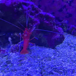Fire Shrimp, photo 7