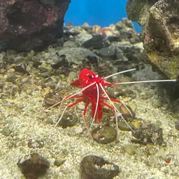 Fire Shrimp, photo 8