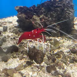 Fire Shrimp, photo 9