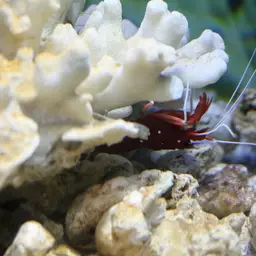 Fire Shrimp, photo 10