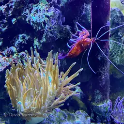 Fire Shrimp, photo 11