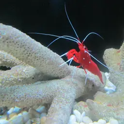 Fire Shrimp, photo 12