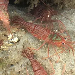 Peppermint Shrimp, photo 2