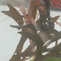 Peppermint Shrimp, photo 3