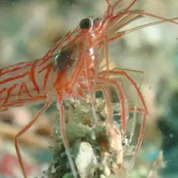Peppermint Shrimp, photo 4
