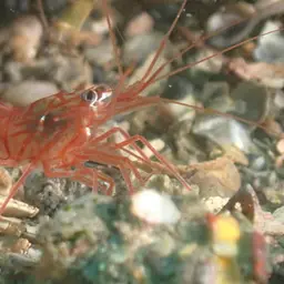 Peppermint Shrimp, photo 5