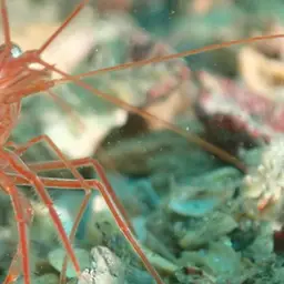 Peppermint Shrimp, photo 6