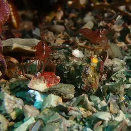 Peppermint Shrimp, photo 7