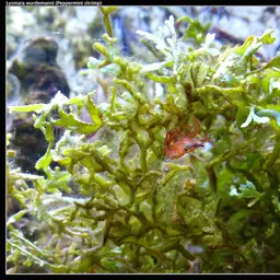 Peppermint Shrimp, photo 8
