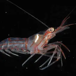 Peppermint Shrimp