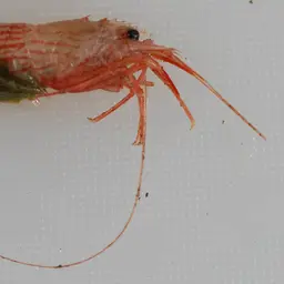Peppermint Shrimp, photo 9