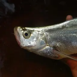 Giant Sword Minnow