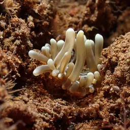 Long Tentacle Anemone