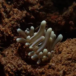 Long Tentacle Anemone, photo 2