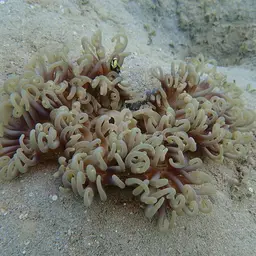 Long Tentacle Anemone, photo 3