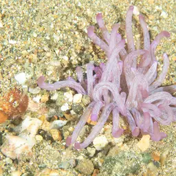 Long Tentacle Anemone, photo 4