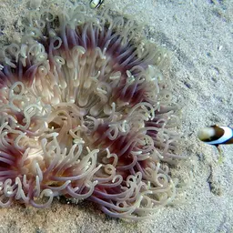 Long Tentacle Anemone, photo 5