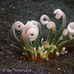 Long Tentacle Anemone, photo 6
