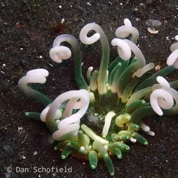 Long Tentacle Anemone, photo 7