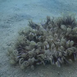 Long Tentacle Anemone, photo 8
