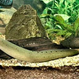 One-stripe Spiny Eel, photo 1