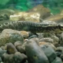 One-stripe Spiny Eel, photo 2