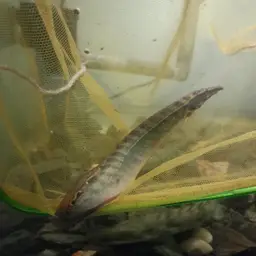 One-stripe Spiny Eel, photo 3