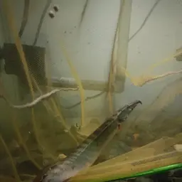 One-stripe Spiny Eel, photo 4