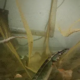 One-stripe Spiny Eel, photo 5