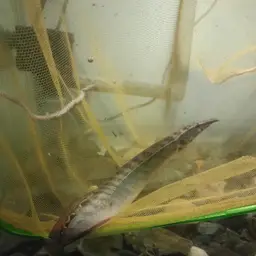 One-stripe Spiny Eel, photo 6