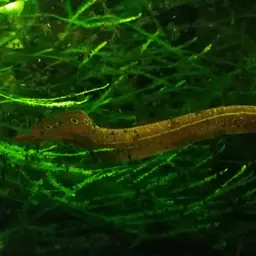 One-stripe Spiny Eel, photo 8