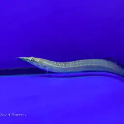 One-stripe Spiny Eel, photo 9
