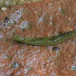 One-stripe Spiny Eel, photo 11