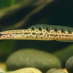 Meklong Spiny Eel