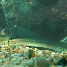 Zebra Spiny Eel, photo 1