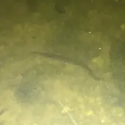 Zebra Spiny Eel, photo 2